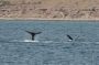 Baja05 - 513 * Junior rolled over and over making a whirl of pectoral fins while mom continued her tail slaps